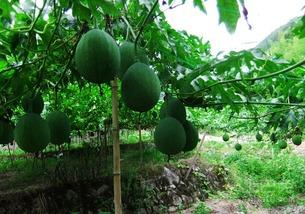 吊瓜吃发,探寻传统美食的独特魅力
