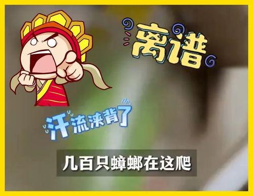 唐唐吃瓜系统,揭秘娱乐圈幕后真相