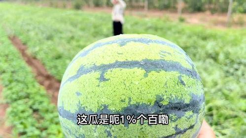 地头吃瓜了,品味乡村生活