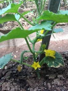 瓜长什么叶子可以吃,揭秘可食用瓜叶的奥秘