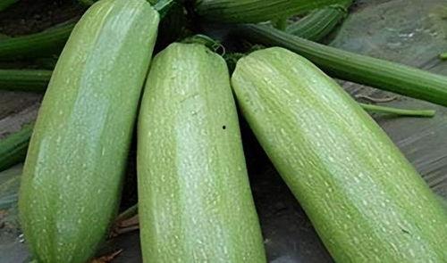 秋瓜现在可以吃,时令美味尽享秋季清新口感