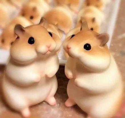 仓鼠吃瓜群众图片,萌宠趣味瞬间捕捉