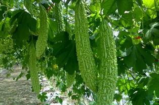 永安镇吃瓜,瓜香四溢，品味夏日清凉