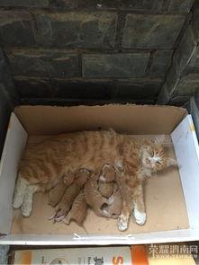 猫七baby吃瓜,揭秘娱乐圈幕后真相