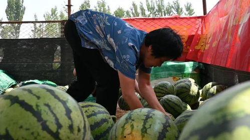 吃瓜碧血营,揭秘神秘组织背后的真相与传奇