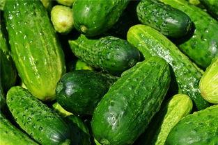 梦见自己在瓜地摘瓜吃,瓜地摘瓜，品味丰收喜悦