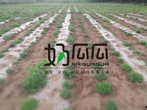 风景真美 吃瓜图片