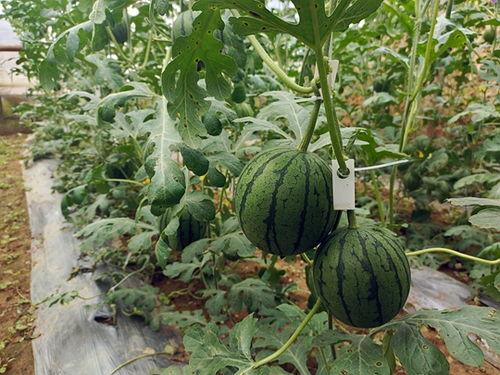 五一吃瓜今日吃瓜每日大瓜