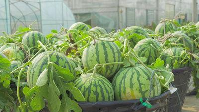 福田光明吃瓜视频,揭秘娱乐圈幕后故事