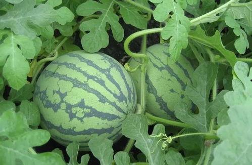 武将军吃瓜,一场别开生面的军营生活