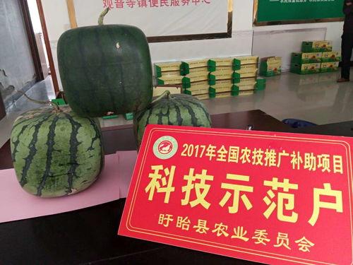 吃瓜续集佛佛,揭秘娱乐圈背后的秘密风云