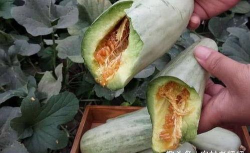 瓜芦孕妇可以吃吗