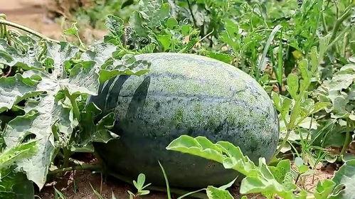 梦中吃瓜怎么吃,探索梦境中的吃瓜艺术