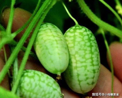 薄竹镇吃瓜,一场别开生面的“吃瓜”盛宴