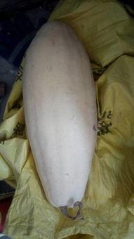 克罗恩病可不可以吃白瓜,白瓜的适宜性探讨