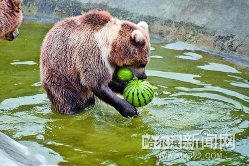 蹲着吃瓜的动物,乐享夏日清凉时光
