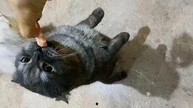 吃瓜游戏喵,揭秘喵界热门事件背后的真相