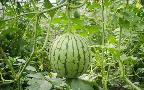 重庆情侣吃瓜事件